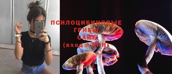 стаф Аркадак