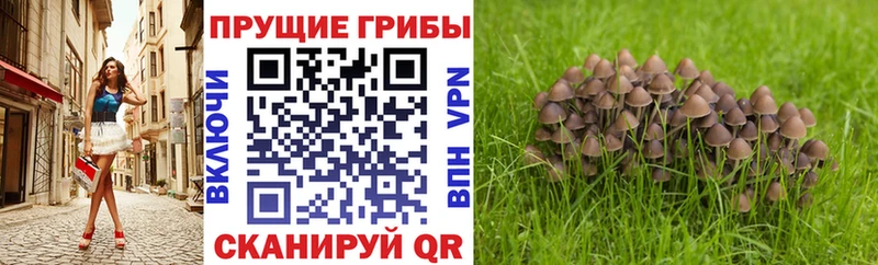 Псилоцибиновые грибы мицелий  Холм 
